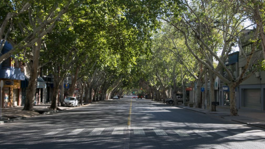 Cuántos árboles hay en el Gran Mendoza: su función e impacto en la vida  humana - Noticias de Mendoza - Memo