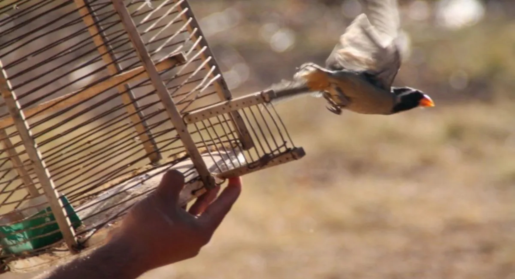 Una gran noticia para los amantes de los animales: rescataron y liberaron  aves - Noticias de Mendoza - Memo