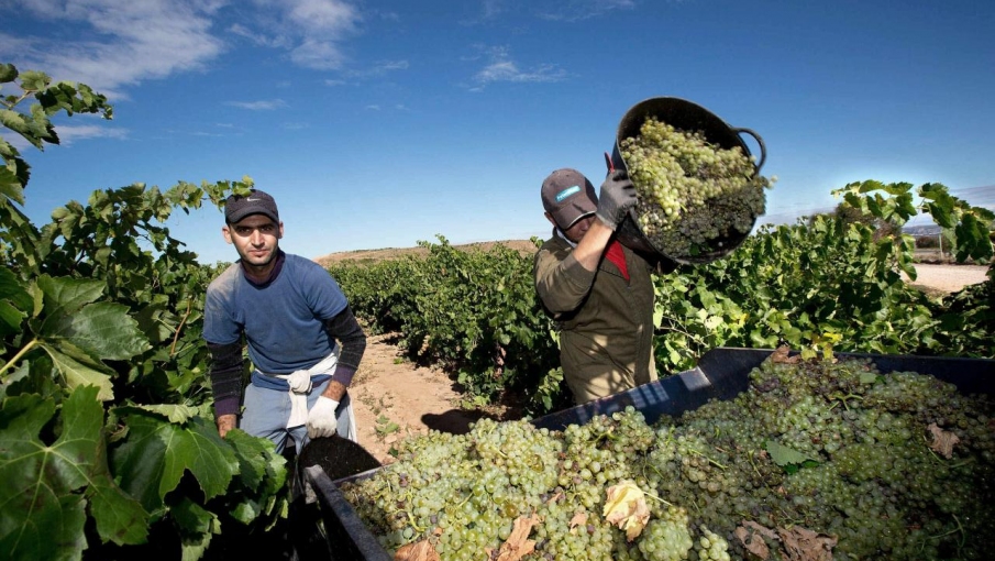 Optimismo de los productores para la Vendimia 2024 - Noticias de Mendoza -  Memo